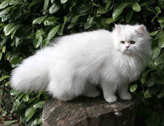 Persian Cat